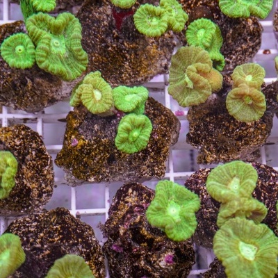 Pequenas rochas com líquenes verdes sobre grade branca