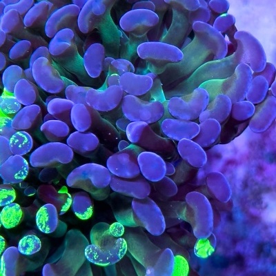Coral marinho com pontas verde-neon e roxas