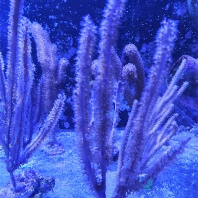 Plantas aquáticas artificiais cor-de-rosa translúcidas sob luz azul