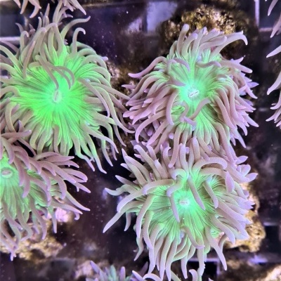 Anémonas marinhas verdes fluorescentes com tentáculos roxos em pedras submersas