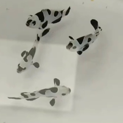 Quatro peixes koi brancos com manchas pretas na água