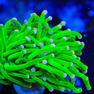 Coral verde fluorescente com pontas brancas em fundo azul