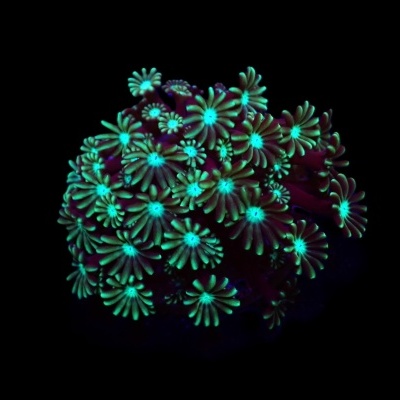 Coral fluorescente verde-azulado em fundo preto