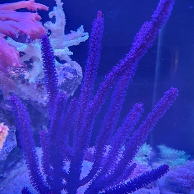Coral roxo com vários ramos finos em aquário com iluminação azul