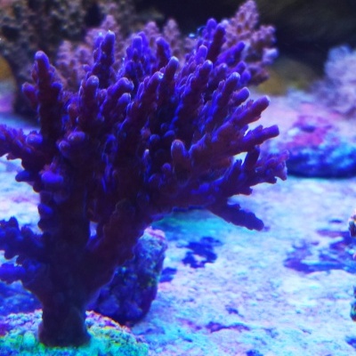 Coral marinho roxo com base verde submerso em ambiente aquático colorido