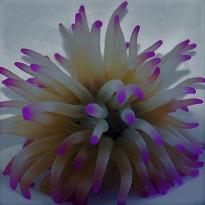 Anémona marinha com tentáculos brancos e pontas roxas