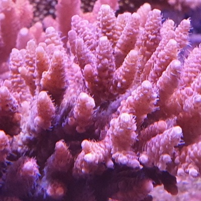 Coral marinho rosa com textura rugosa e ramos finos em fundo subaquático
