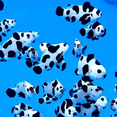 Peixes dourados brancos com manchas pretas em água azul