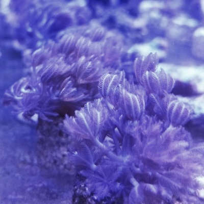 Plantas submersas roxas em bases de rocha num ambiente aquático