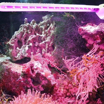 Aquário marinho com luz LED roxa e branca, pedras brancas e corais rosa