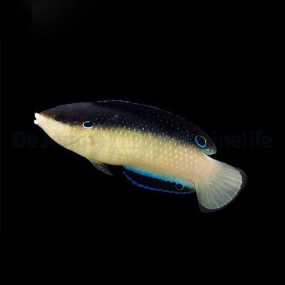 Peixe preto e bege com manchas azuis e cauda clara.