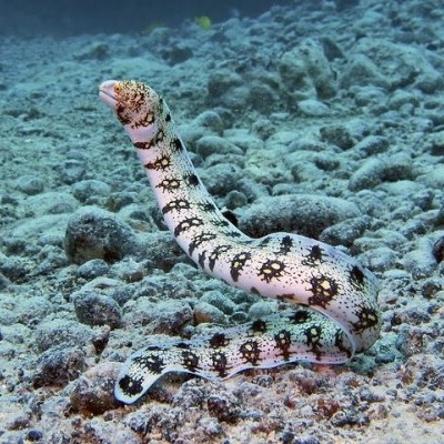 Enguia com padrão preto e amarelo em fundo rochoso subaquático