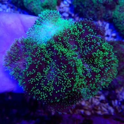 Coral marinho verde com polípos fluorescentes sobre base castanha, segurado por mão no aquário