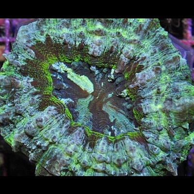 Coral marinho verde com texturas onduladas em ambiente subaquático