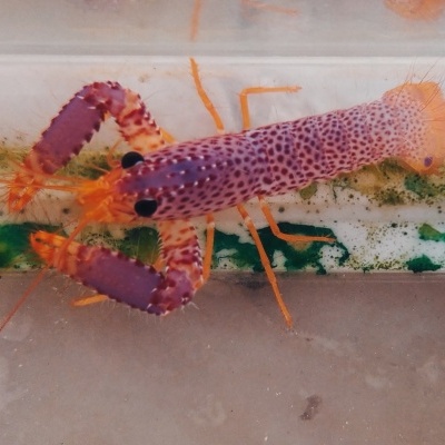 Lagosta ou camarão roxo e laranja num aquário de vidro