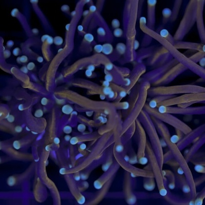 Close-up de tentáculos de anémonas marinhas roxas com pontas azul claro