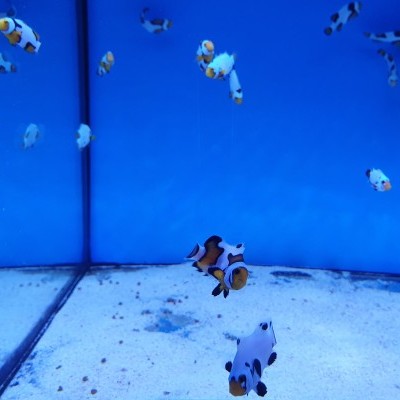 Aquário com peixes-palhaço e fundo azul