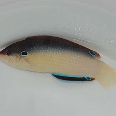 Peixe com padrão de pontos azuis e nadadeiras amarelas em fundo branco