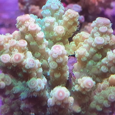 Coral marinho com ramos rosados e bege e pólipos destacados