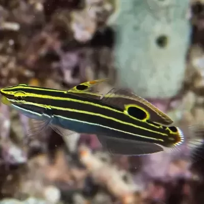 Peixe tropical com listras amarelas e pretas em fundo aquático