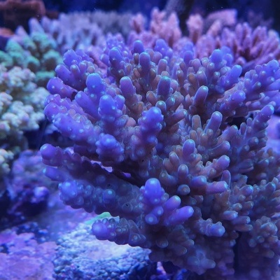 Coral marinho roxo e azul com textura bulosa em ambiente subaquático