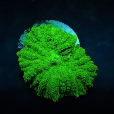 Anêmona marinha verde vibrante com textura aveludada sobre base circular branca