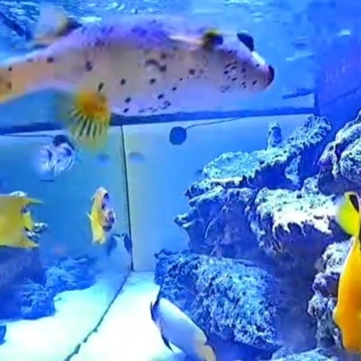 Peixes tropicais coloridos num aquário com rochas.