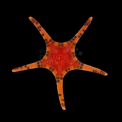 Estrela-do-mar laranja com padrões vermelhos e pretos sobre fundo preto