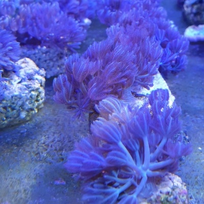 Corais roxos em rochas com textura semelhante a penas em fundo azul escuro