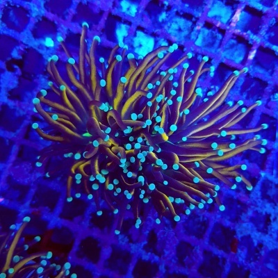 Coral marinho com tentáculos alaranjados e pontas azuis fluorescentes sobre superfície quadriculada azul