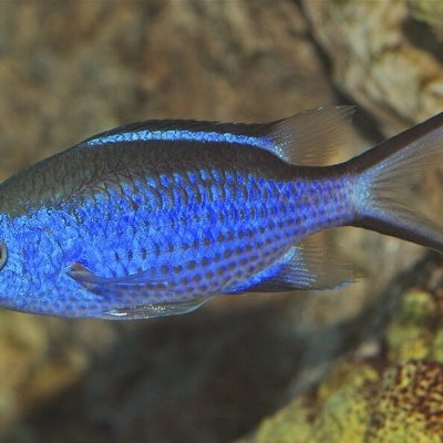 Peixe azul brilhante com cauda bifurcada em ambiente aquático