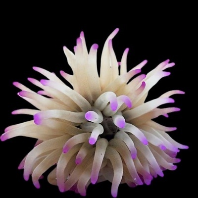 Anémona do mar com tentáculos brancos translúcidos e pontas roxas