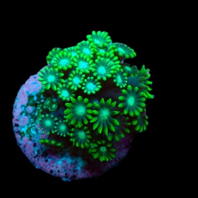 Coral fluorescente verde e rosa em fundo preto