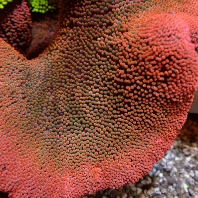 Coral vermelho alaranjado com textura granulada sobre pedras pequenas
