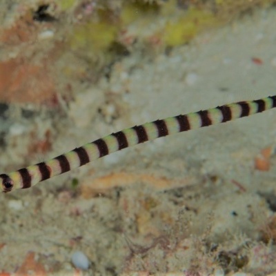 Peixe-coral longo com faixas pretas e brancas e ponta vermelha na cauda, fundo marinho com areia e corais