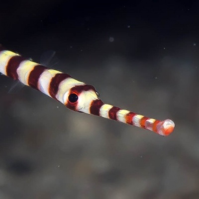 Peixe-corneta com corpo listrado vermelho, branco e castanho escuro em fundo aquático