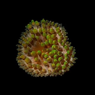 Coral marinho com tentáculos verdes fluorescentes e castanhos em fundo preto