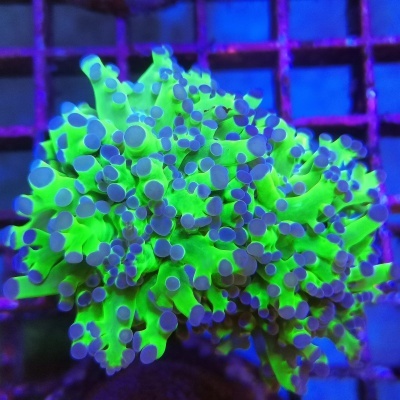 Coral fluorescente verde com pontas azuis na frente de uma grade metálica roxa