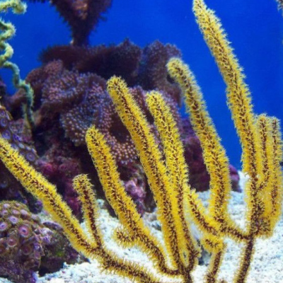 Coral amarelo ramificado com textura peluda em aquário com fundo de areia e corais ao fundo