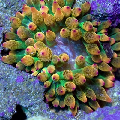 Anêmona marinha amarela com pontas rosa em rochas algosas