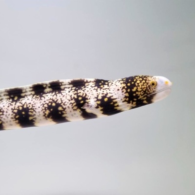 Morcego-do-mar comprido com padrão preto, branco e amarelo