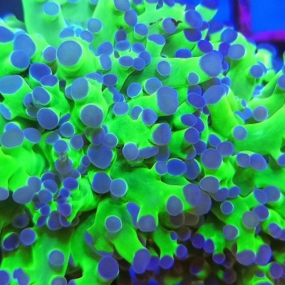 Coral verde fluorescente com pontas azuis