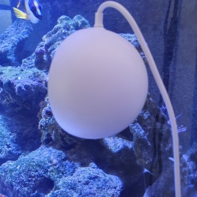 Aquário com peixe azul e dispositivo esférico branco ligado por cabo