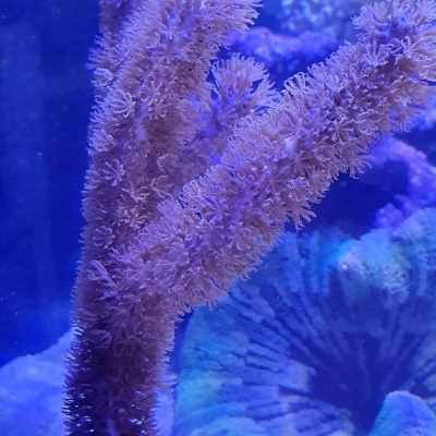 Coral marinho castanho ramificado com textura fina em aquário azul