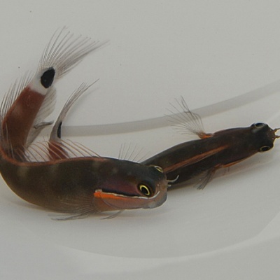 Dois pequenos peixes marinhos com corpo escuro e barbatanas largas em fundo branco