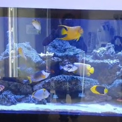 Aquário grande com peixes tropicais coloridos e rochas artificiais