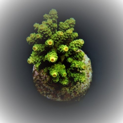 Coral marinho verde com pontas amarelas em base redonda sobre fundo escuro