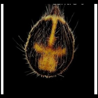 Semente escura com padrão amarelo em fundo preto