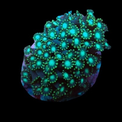 Coral fluorescente verde e azul em fundo preto