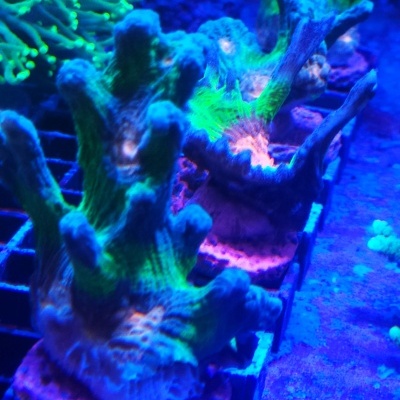 Corais coloridos verdes, azuis e rosa em estrutura metálica sob luz azul